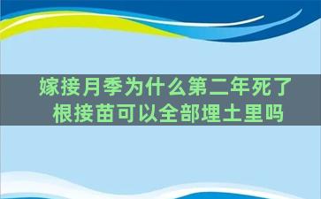 嫁接月季为什么第二年死了 根接苗可以全部埋土里吗